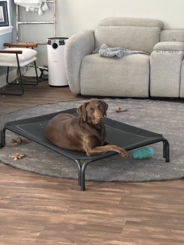 Image for Sit Happens Dog Training First Coast LLC with ID of: 7216838