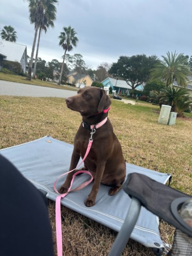Image for Sit Happens Dog Training First Coast LLC with ID of: 7216839
