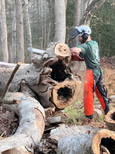 Image for White Glove Arborists with ID of: 7216944