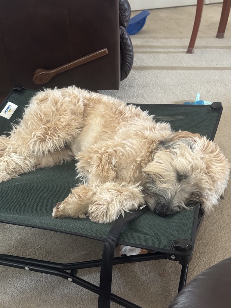 Image for Sit Happens Dog Training Denver LLC with ID of: 7217152