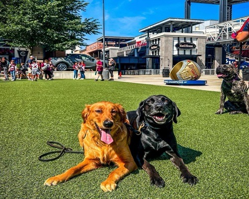 Image for OverWatch K9 Academy with ID of: 7217419