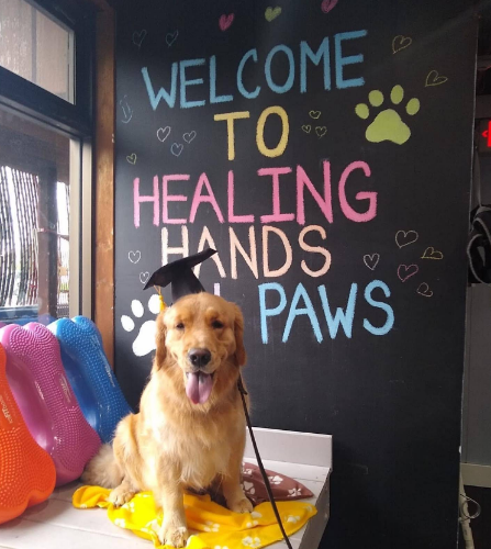 Image for Hands 4 Paws Canine Rehabilitation with ID of: 7217575