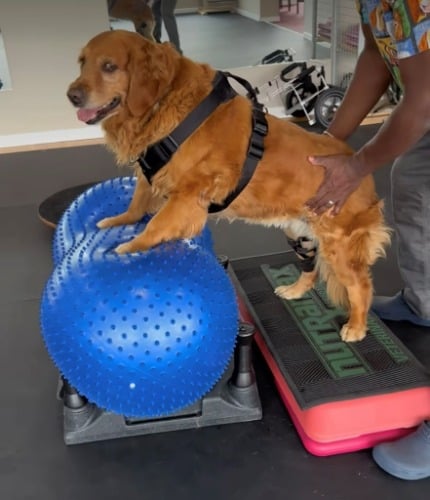 Image for Hands 4 Paws Canine Rehabilitation with ID of: 7217580