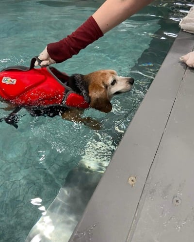 Image for Hands 4 Paws Canine Rehabilitation with ID of: 7217585