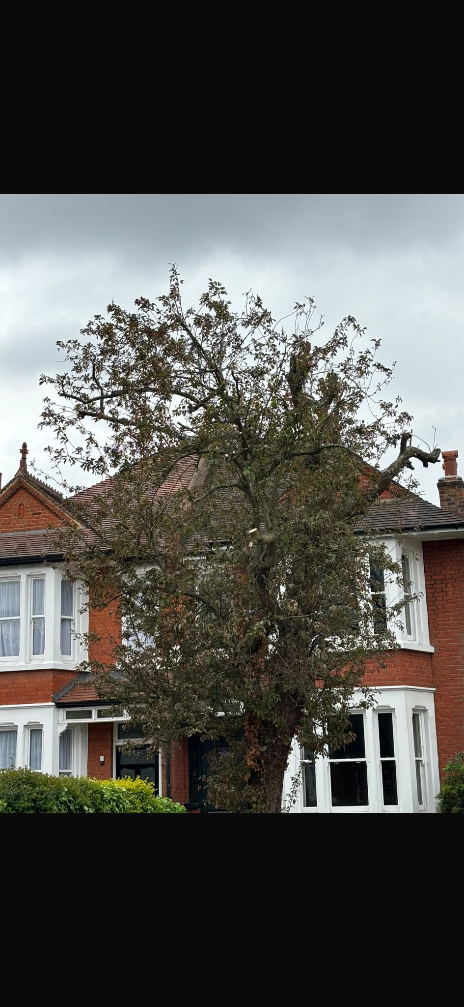 Image for B & V Tree & Landscape Services with ID of: 7218362