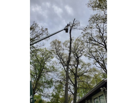 Image for Eager Beaver Tree Service with ID of: 7218432