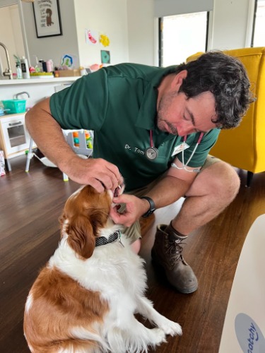 Image for Vet on the Road with ID of: 7219852