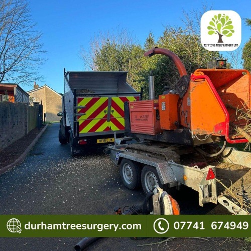 Image for Timmins Tree Surgery Ltd with ID of: 7220492