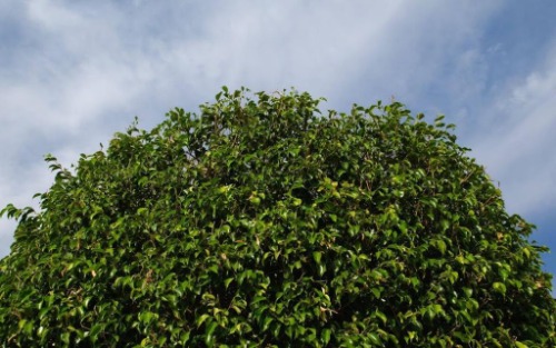 Image for Timmins Tree Surgery Ltd with ID of: 7220493