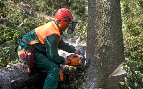 Image for Timmins Tree Surgery Ltd with ID of: 7220494