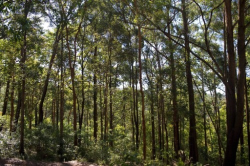 Image for Pentarch Forestry with ID of: 7222368