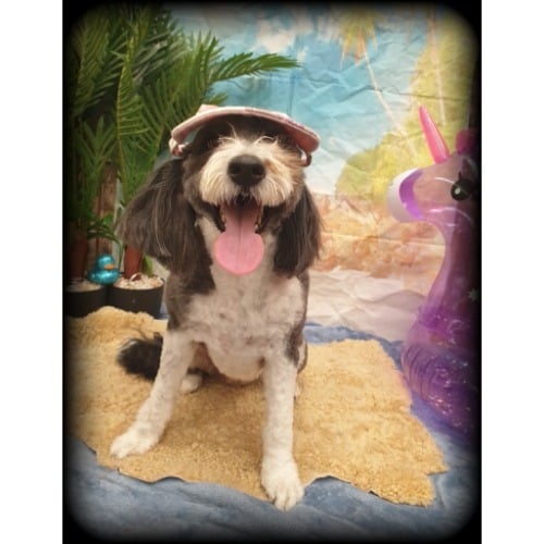 Image for Pack & Clowder Vets with ID of: 7233900