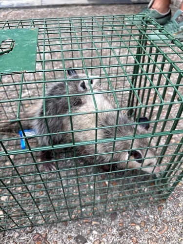 Image for CritterProof with ID of: 7239784