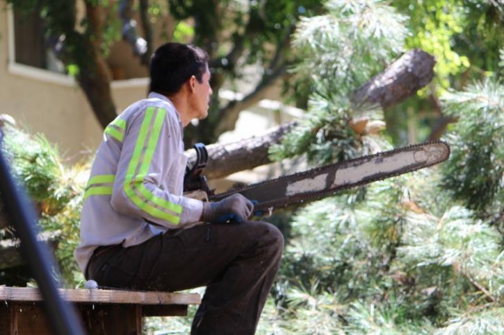 Image for Bay Area Tree Specialists with ID of: 706771