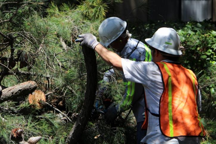 Image for Bay Area Tree Specialists with ID of: 706777