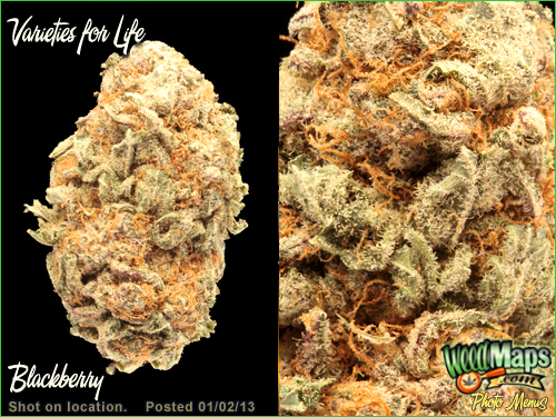 Image for VFL Collective with ID of: 706887