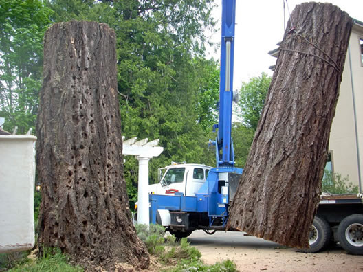Image for P And D Tree Service with ID of: 711953