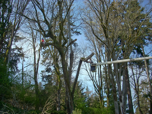 Image for P And D Tree Service with ID of: 711957