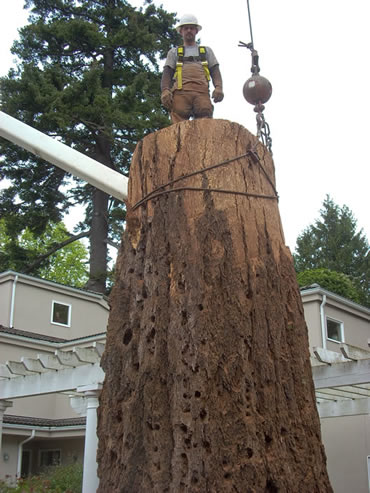 Image for P And D Tree Service with ID of: 711958