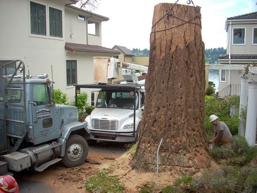 Image for P And D Tree Service with ID of: 711959
