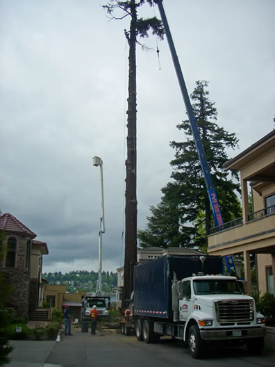 Image for P And D Tree Service with ID of: 711964