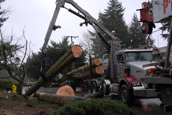 Image for P And D Tree Service with ID of: 711970