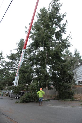 Image for P And D Tree Service with ID of: 712314