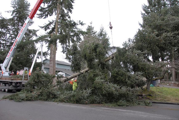 Image for P And D Tree Service with ID of: 712315