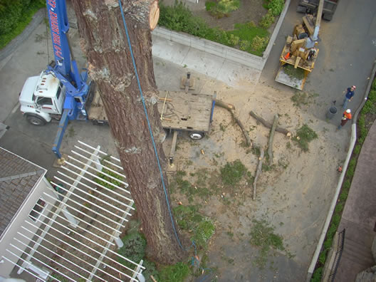 Image for P And D Tree Service with ID of: 712319