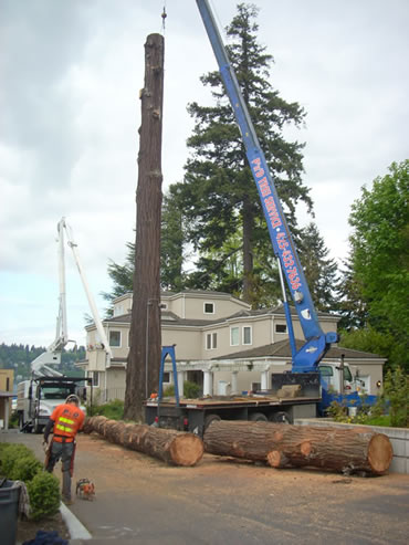 Image for P And D Tree Service with ID of: 712343