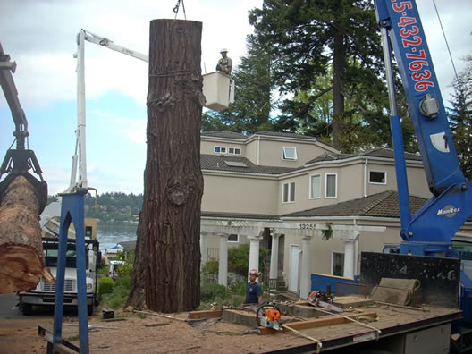 Image for P And D Tree Service with ID of: 712344