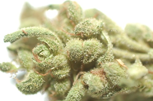 Image for 420 Wellness Dispensary with ID of: 712403