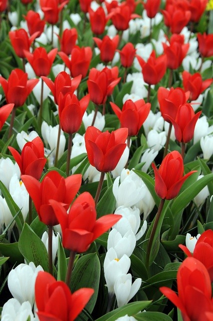 Image for Dutch Grown - Wholesale Flower Bulbs with ID of: 712947