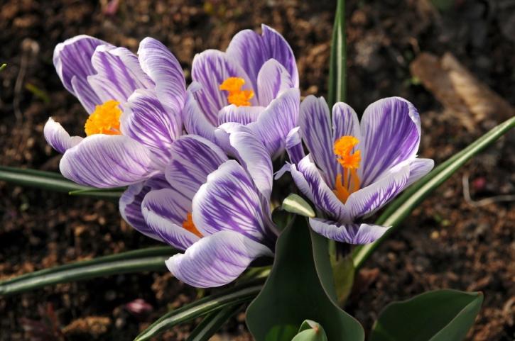 Image for Dutch Grown - Wholesale Flower Bulbs with ID of: 712949