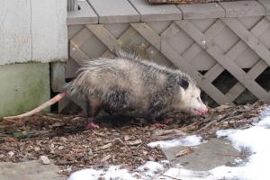 Image for TriState Wildlife with ID of: 713926