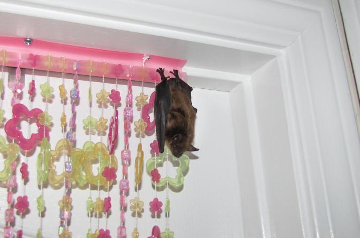 Image for TriState Wildlife with ID of: 713927