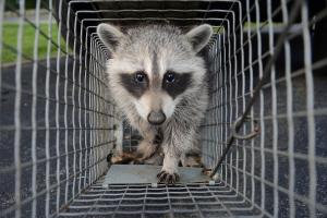 Image for TriState Wildlife with ID of: 713928