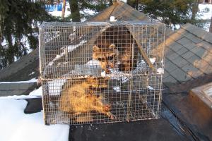 Image for TriState Wildlife with ID of: 713929