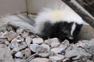 Image for TriState Wildlife with ID of: 713930