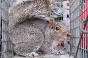 Image for TriState Wildlife with ID of: 713931