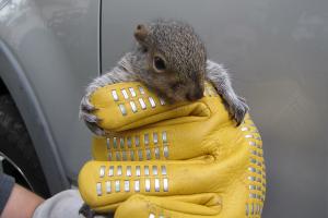 Image for TriState Wildlife with ID of: 713932