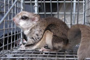 Image for TriState Wildlife with ID of: 713933