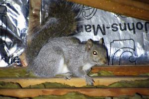 Image for TriState Wildlife with ID of: 713934