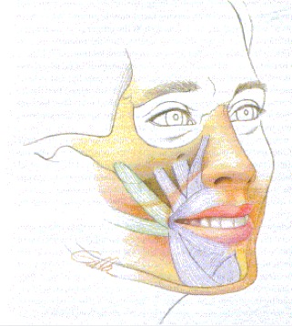 Image for The CENTER for Advanced Parathyroid Surgery with ID of: 713988