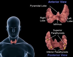 Image for The CENTER for Advanced Parathyroid Surgery with ID of: 713990