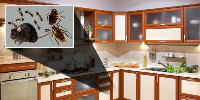 Image for City Best Pest Control with ID of: 714156