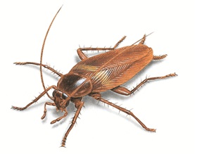 Image for City Best Pest Control with ID of: 714157