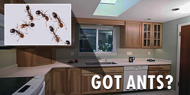 Image for City Best Pest Control with ID of: 714161