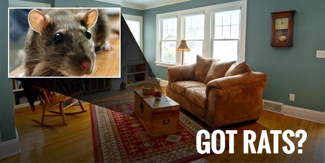 Image for City Best Pest Control with ID of: 714164