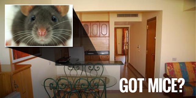 Image for City Best Pest Control with ID of: 714165